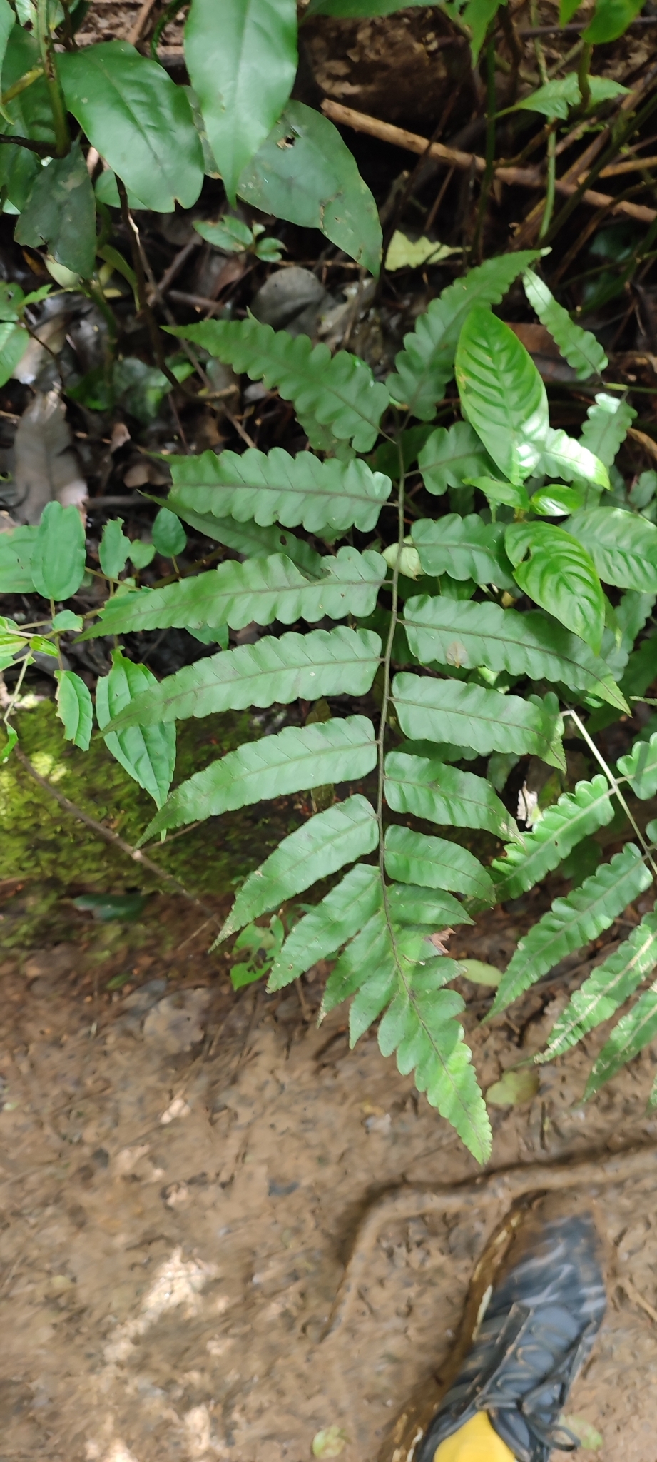 Diplazium dilatatum — ảnh 3