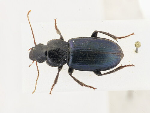 Ophonus sabulicola