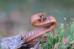 Brown Tree Snake photo 2
