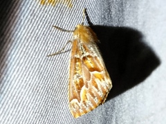 Caripeta hyperythrata