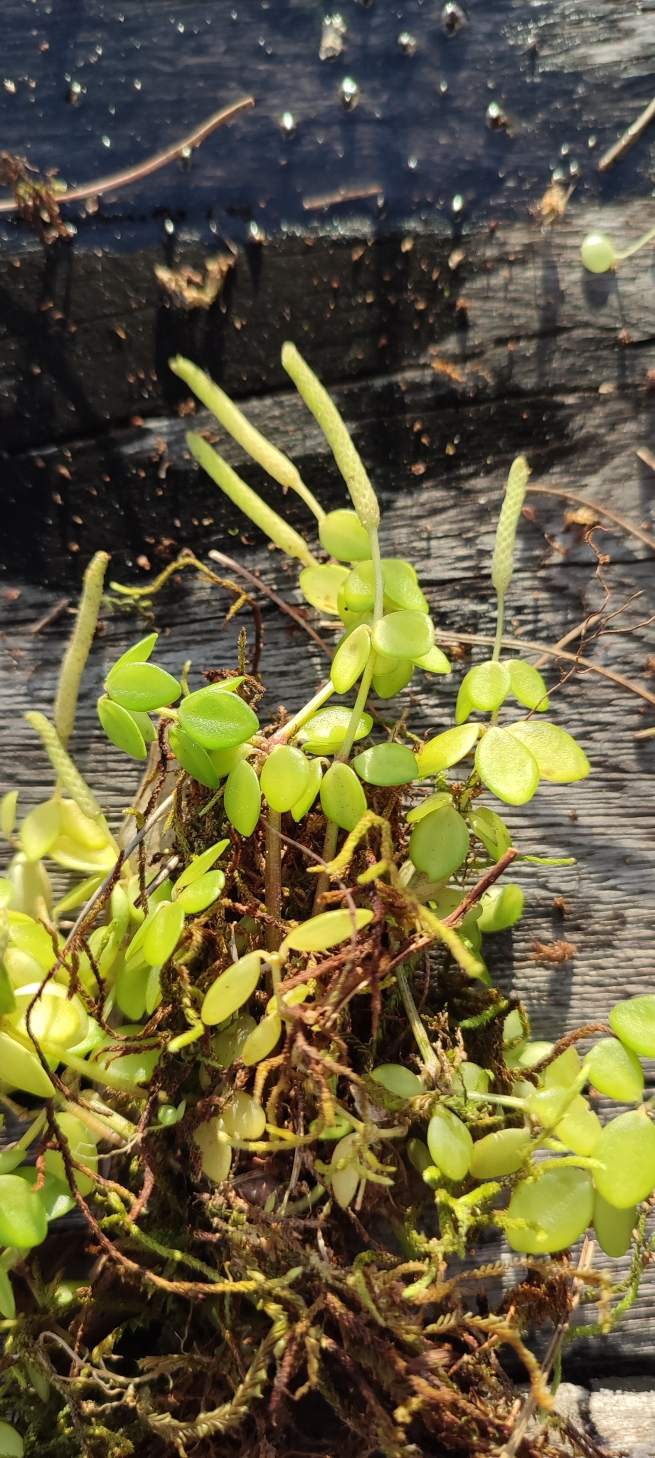 Peperomia tetraphylla — ảnh 2