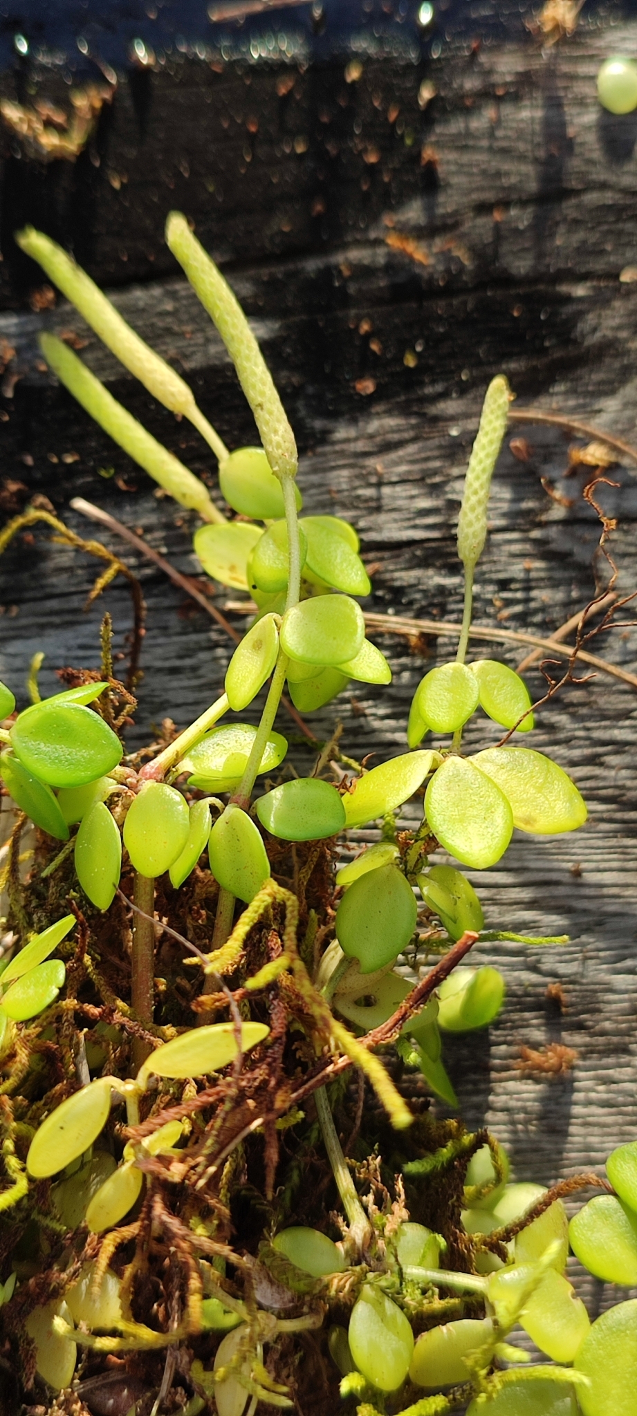 Peperomia tetraphylla — ảnh 3