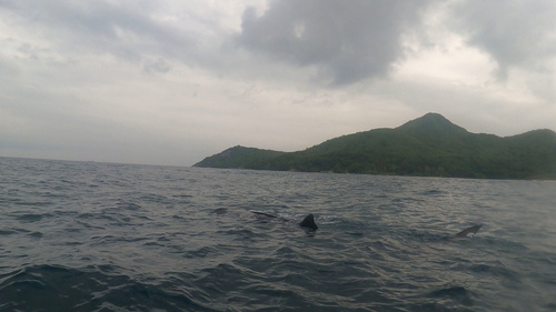 Whale Shark