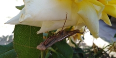 Iris oratoria
