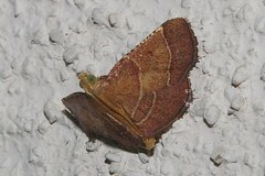 Tegulifera bicoloralis