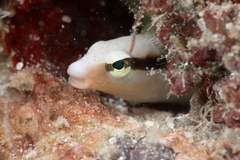 Floating Blenny photo 3