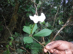 Brunfelsia americana