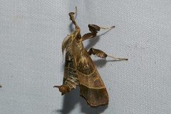 Datanoides fasciatus