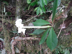 Brunfelsia americana