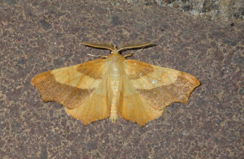 Dusky Thorn