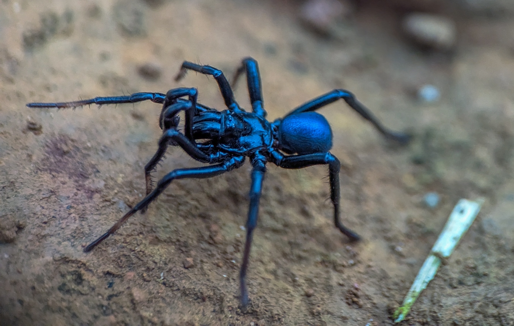 Actinopus candango Miglio, Pérez-Miles & Bonaldo, 2020