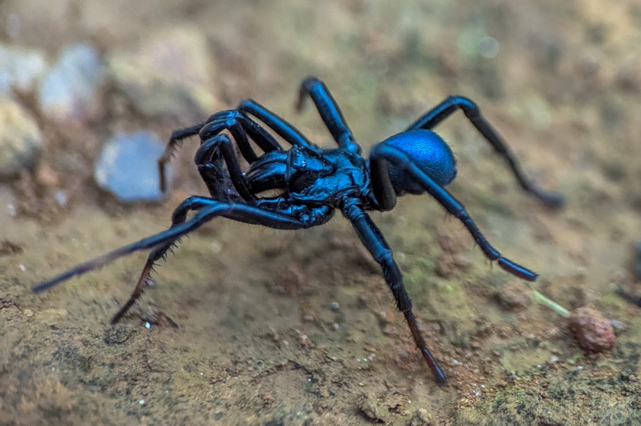 Actinopus candango Miglio, Pérez-Miles & Bonaldo, 2020