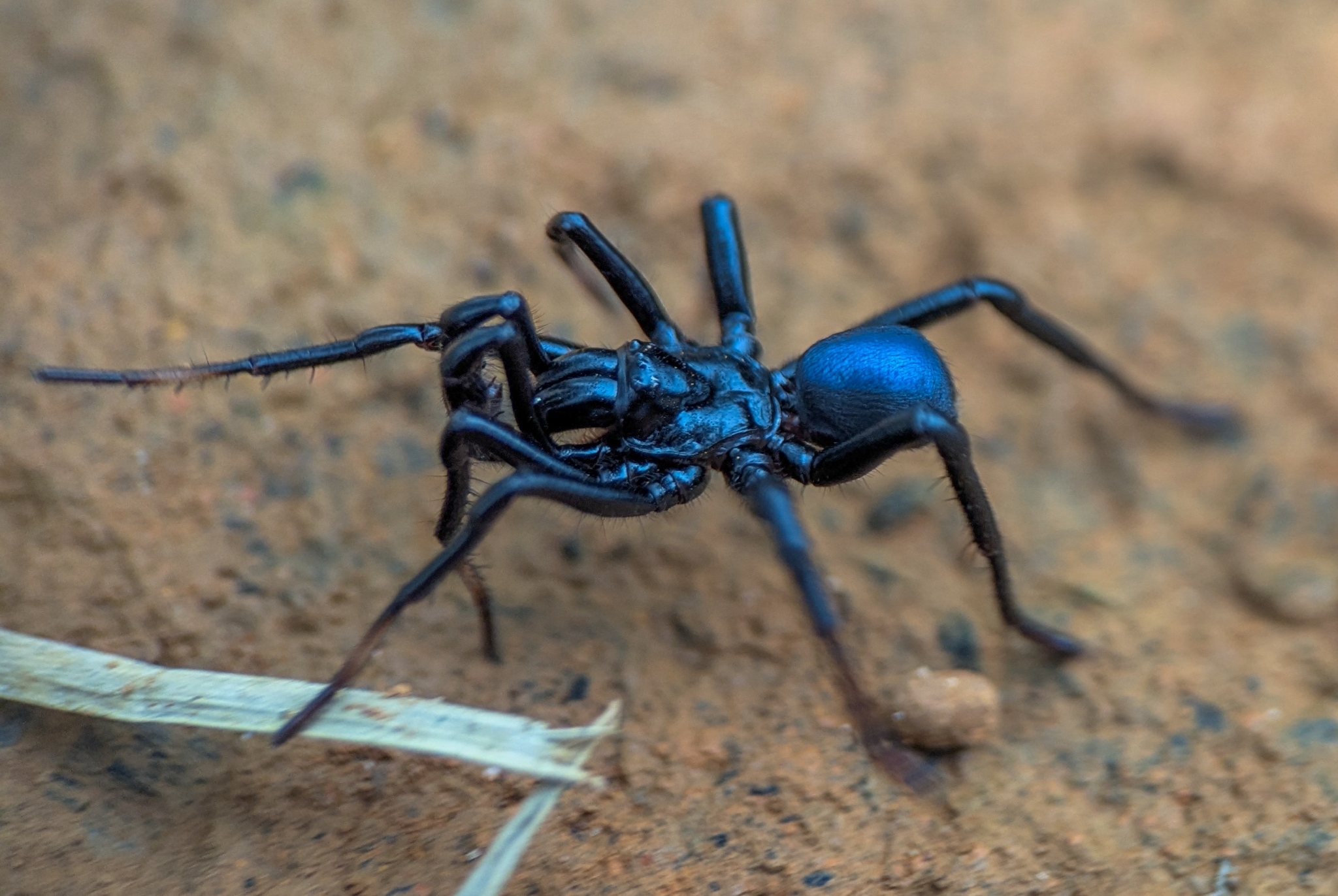 Actinopus candango Miglio, Pérez-Miles & Bonaldo, 2020
