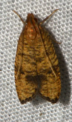 Psilocorsis quercicella