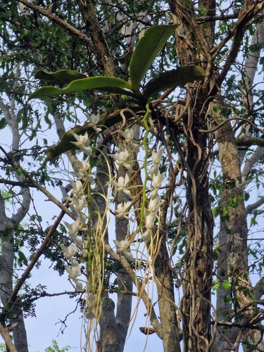 Aerangis rostellaris (Rchb.f.) H.Perrier 2