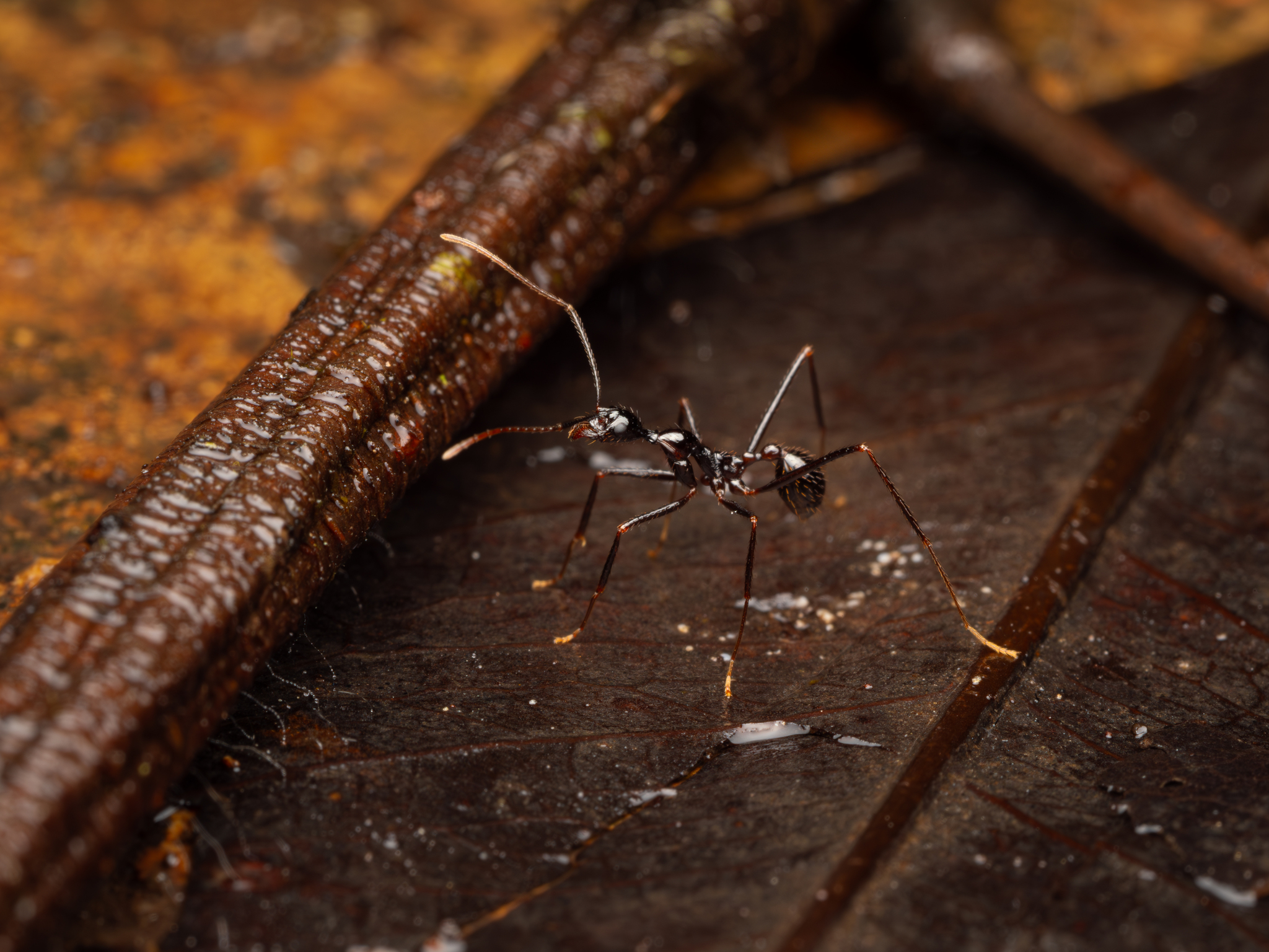 Aphaenogaster laevior