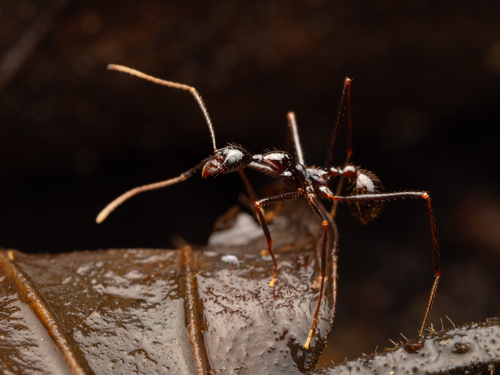 Aphaenogaster laevior