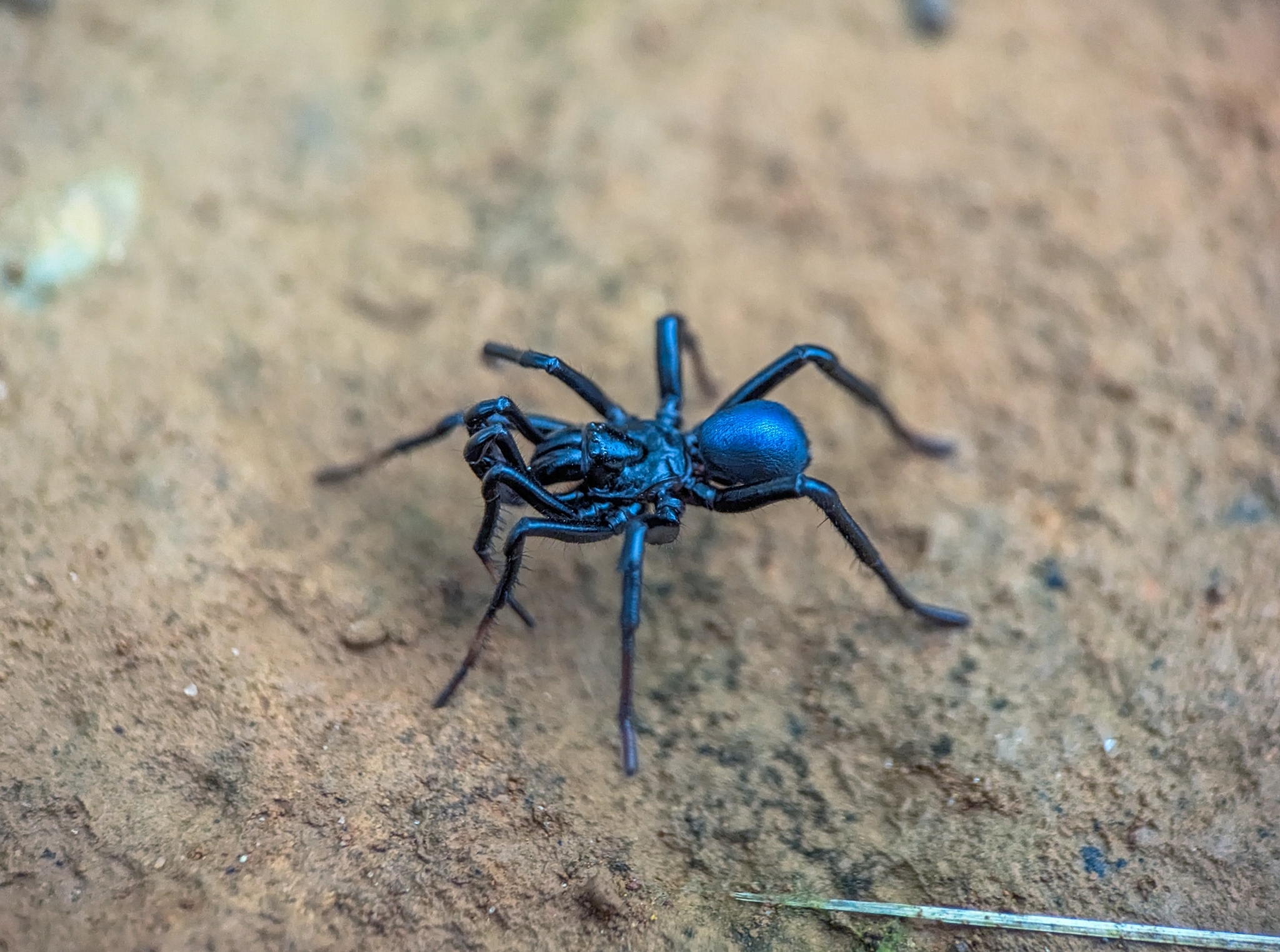Actinopus candango Miglio, Pérez-Miles & Bonaldo, 2020