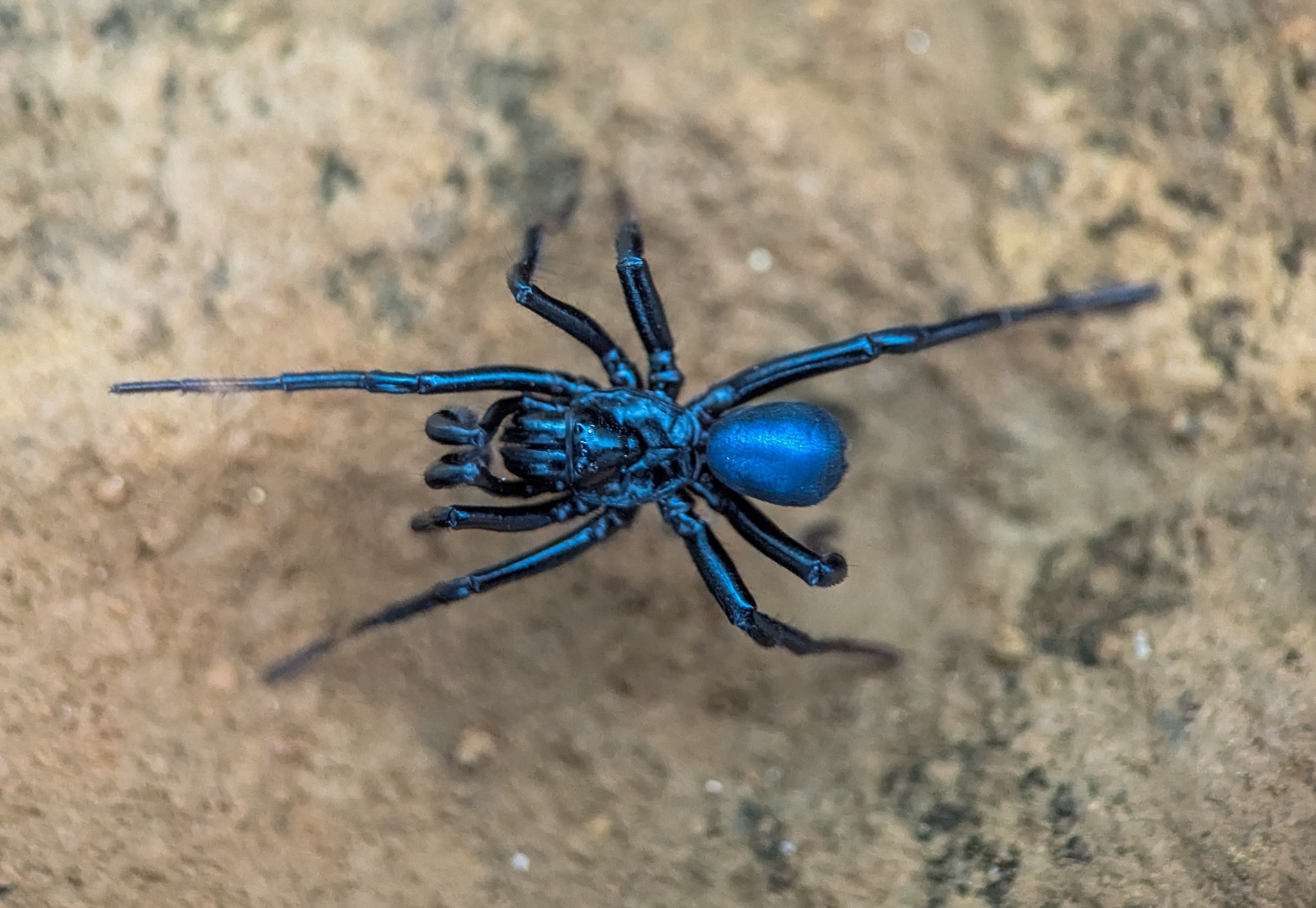 Actinopus candango Miglio, Pérez-Miles & Bonaldo, 2020