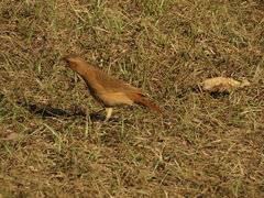 Furnarius rufus