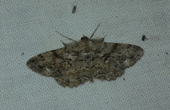 Peribatodes secundaria