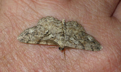 Peribatodes secundaria
