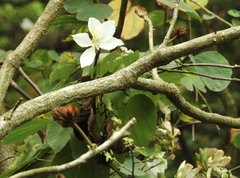 Bauhinia variegata candida