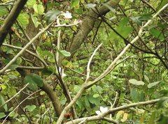 Bauhinia variegata candida