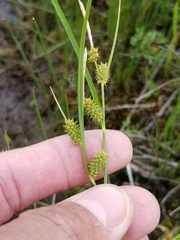Carex viridula