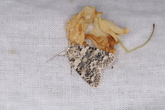 Bryophila domestica