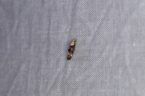 Marbled Cosmet