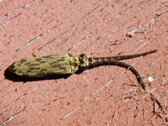 Tenomerga cinerea