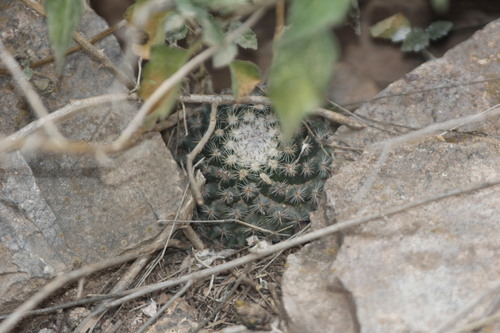 Mammillaria formosa
