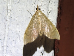 Sericoplaga externalis