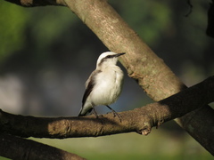 Fluvicola nengeta