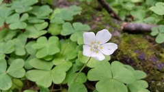 Oxalis