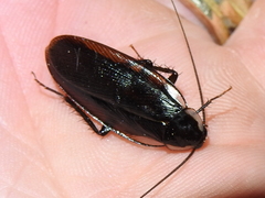 Parcoblatta pennsylvanica