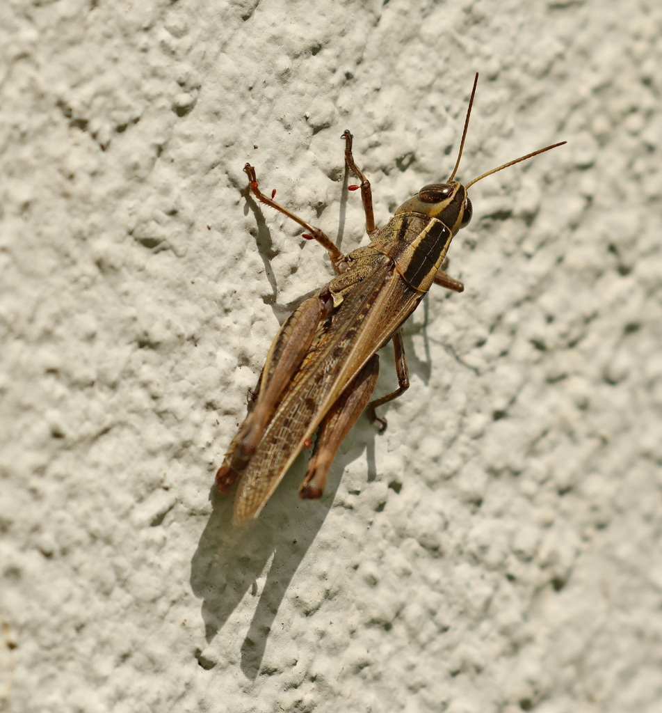 Eyprepocnemis alacris