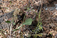 Allium campanulatum
