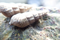 Batillaria attramentaria