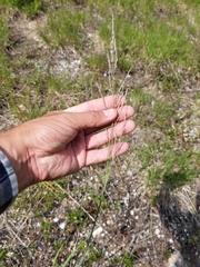 Sporobolus rigidus magnus