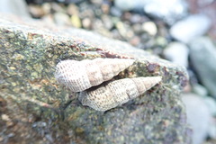 Batillaria attramentaria