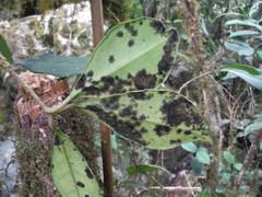 Brunfelsia americana