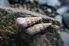 Batillaria attramentaria