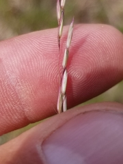 Sporobolus rigidus magnus