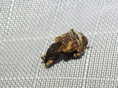 Conotrachelus anaglypticus