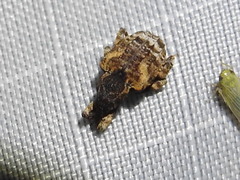 Conotrachelus anaglypticus