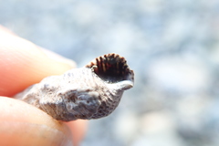 Batillaria attramentaria