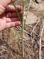 Sporobolus rigidus magnus