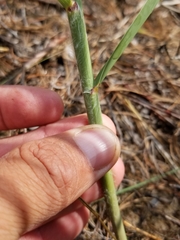 Sporobolus rigidus magnus